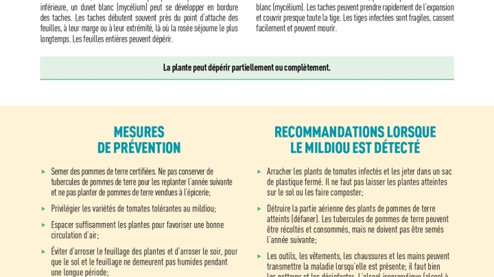 Reconnaitre et prévenir le mildiou - page 2