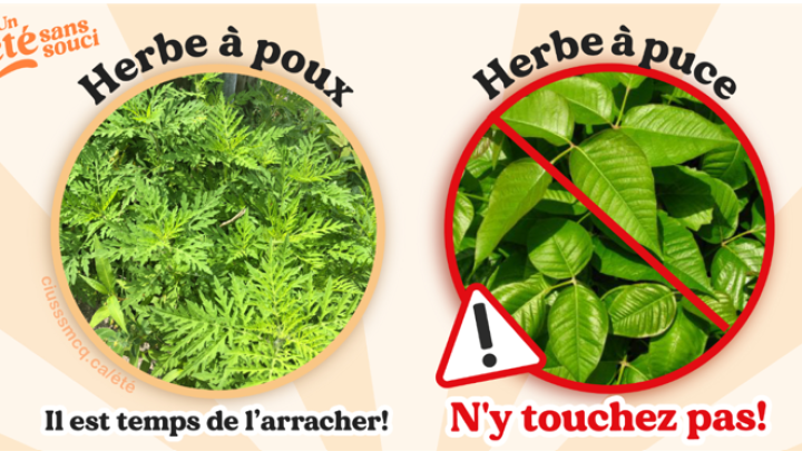 Herbe à poux vs herbe à puce
