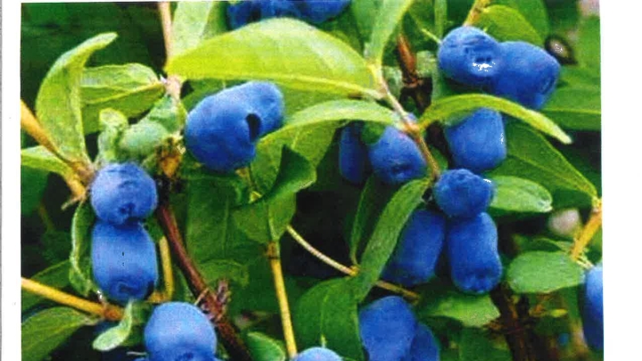 Distribution d'arbres et compost (en vrac)