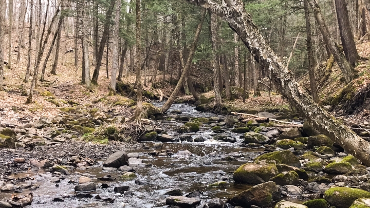 MRC- Sentiers pédestres dans le parc régional de la Forêt Drummond