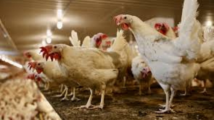 Message- cas d'influenza aviaire à proximité de notre municipalité