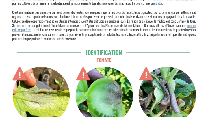 Reconnaitre et prévenir le mildiou