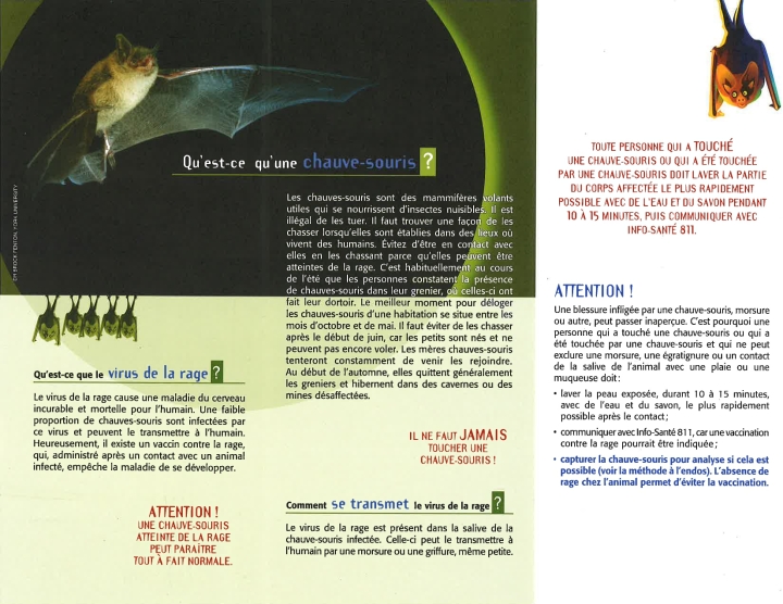 Qu'est ce qu'une chauve-souris?