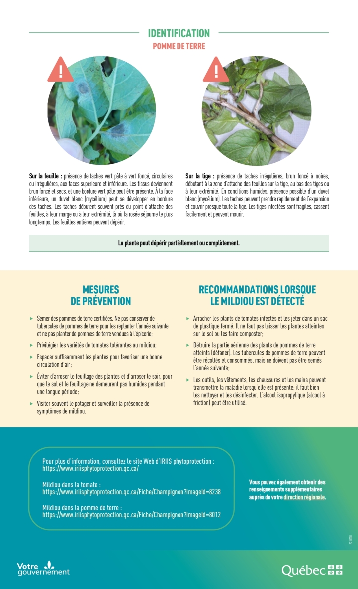 Reconnaitre et prévenir le mildiou - page 2