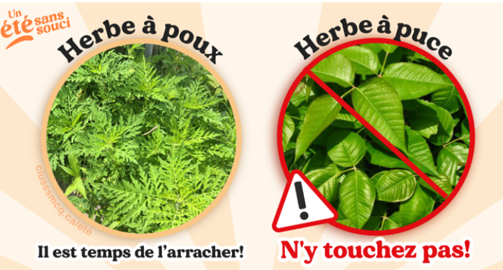 Herbe à poux vs herbe à puce