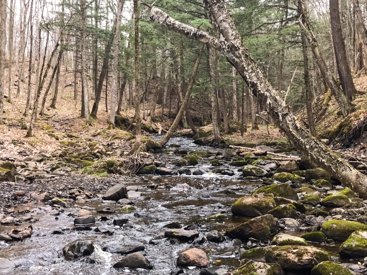 MRC- Sentiers pédestres dans le parc régional de la Forêt Drummond