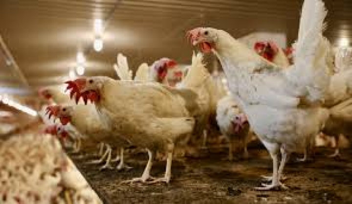 Message- cas d'influenza aviaire à proximité de notre municipalité