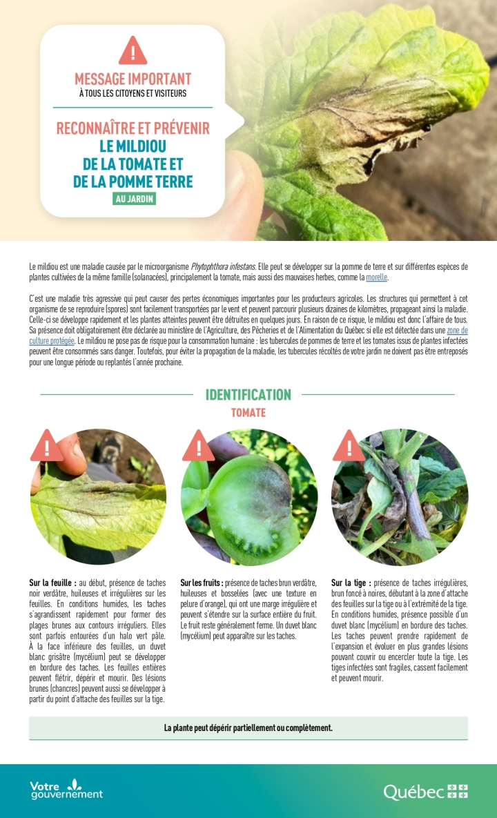 Reconnaitre et prévenir le mildiou
