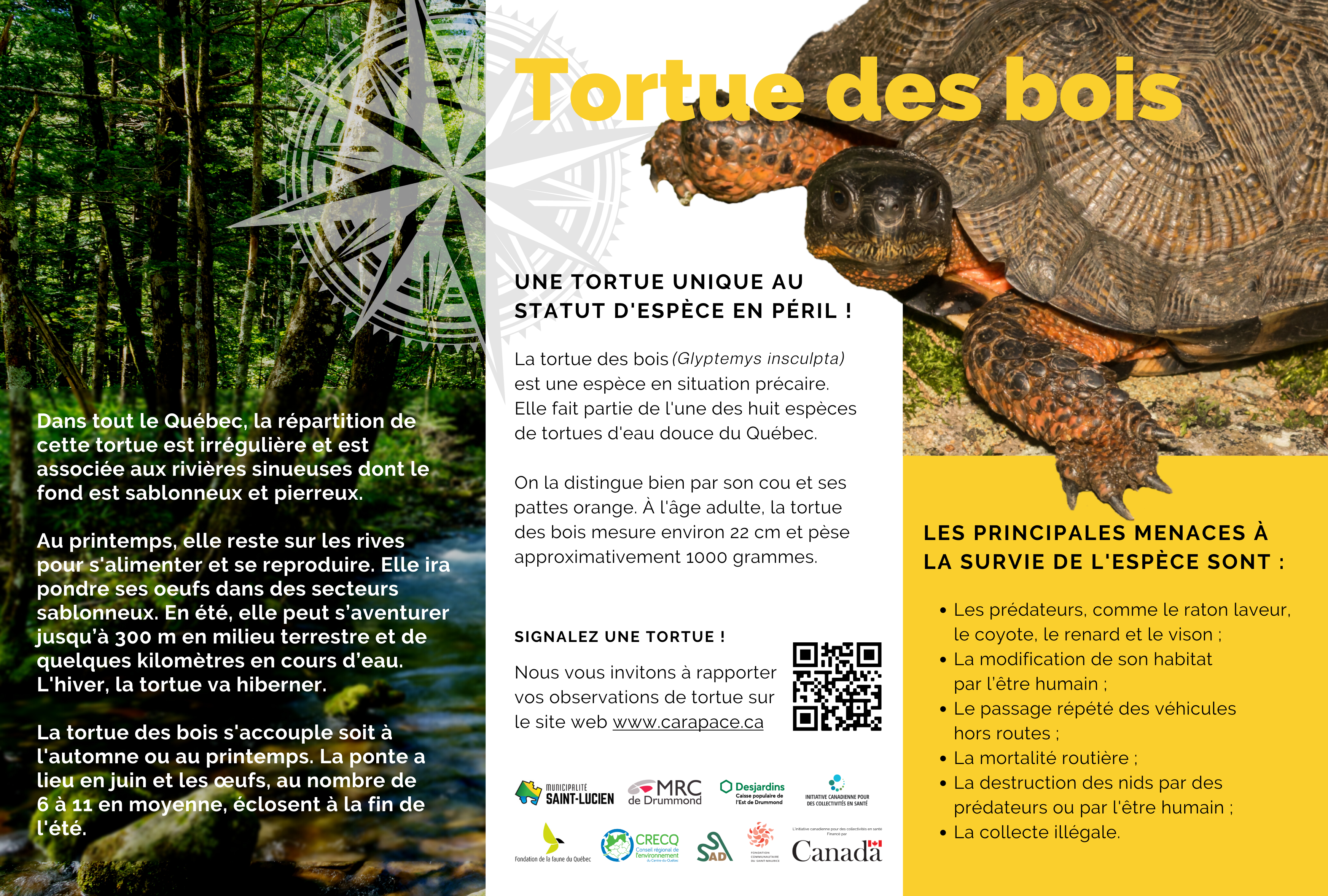 Tortue